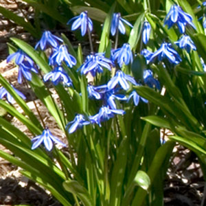 Scilla siberica